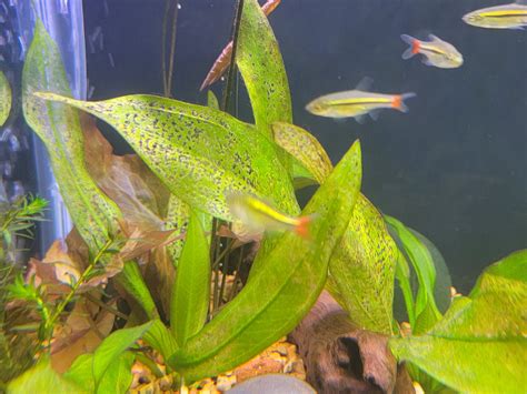 Amazon Sword Plant Problems