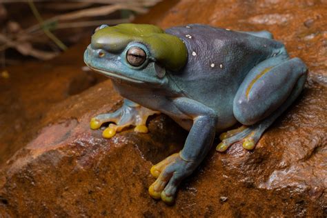Amazon Tree Frog Blue
