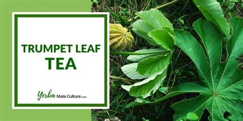 Amazon Trumpet Leaf Tea