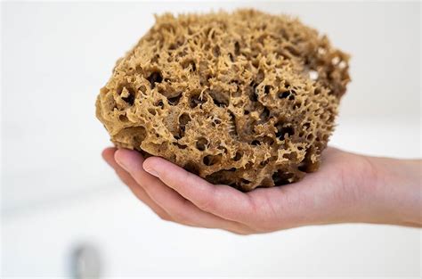 Amazon Uk Natural Bath Sponge
