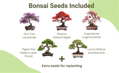 Amazon.ca Bonsai Tree