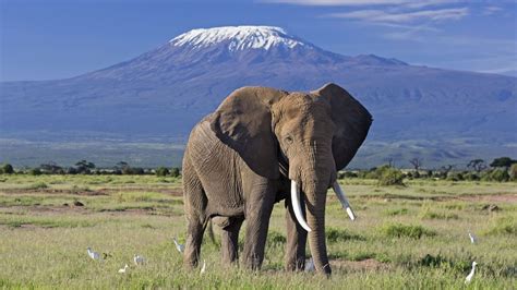 amboseli animals