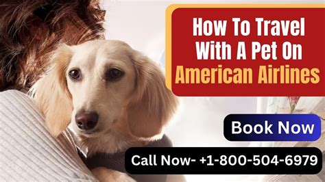 Amc Terminal Pet Policy