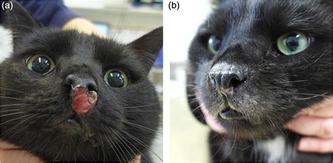 amelanotic melanoma in cats