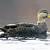 american black duck pictures