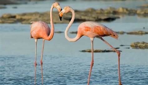 Pictures and information on American Flamingo