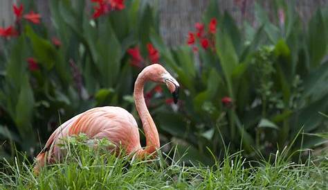 American Flamingo - North American Birds - Birds of North America