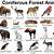 american forest animals list