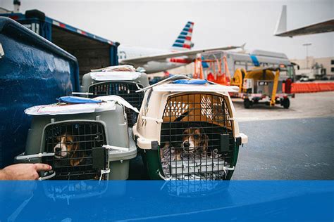 american airlines book pet cargo