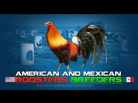 american and mexican roosters breeders