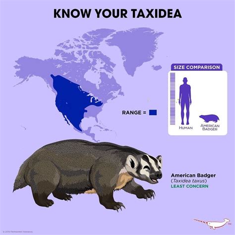 american badger size