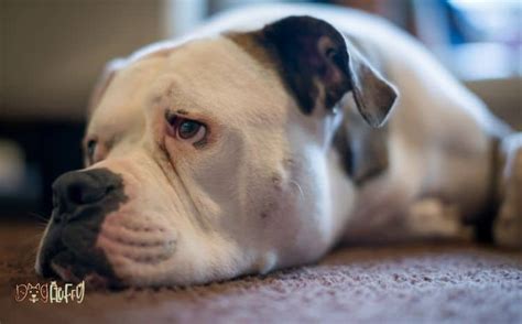 american bulldog common health issues