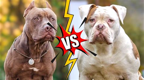 american bulldog vs pitbull fight