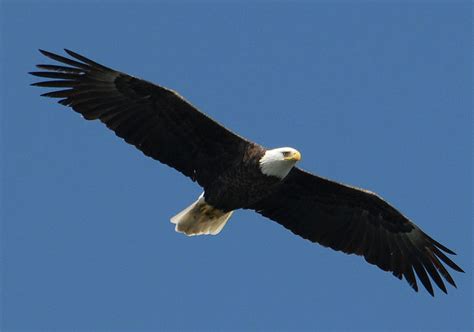 american eagle columbia md