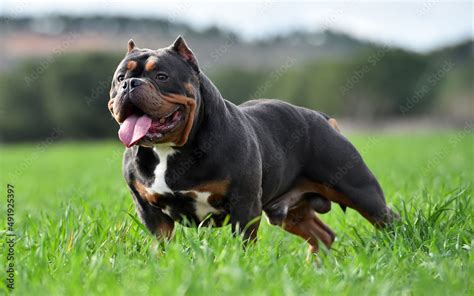american extreme bully