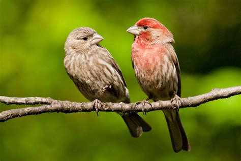 American Goldfinch Carduelis tristis Birds