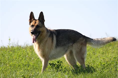 american german shepherd