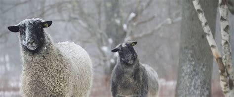 american gotland sheep society