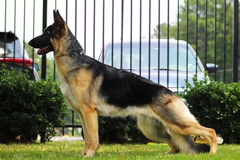 american gsd