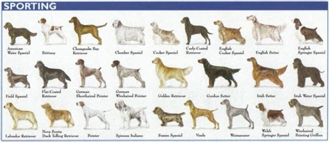 american kennel club breed list