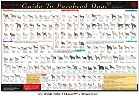 american kennel club poster