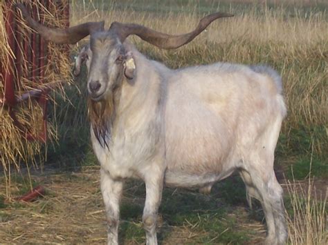 american kiko goat association