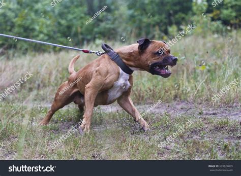 american pit bull terrier violent