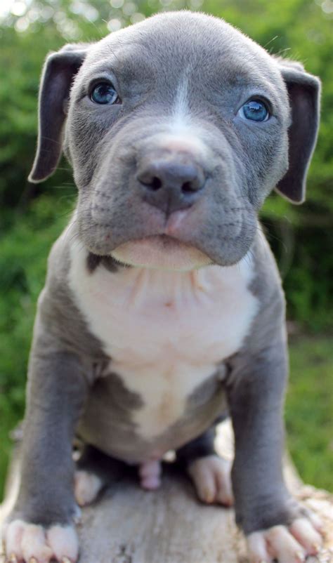 american pitbull blue nose puppies