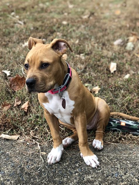 american pitbull terrier sale