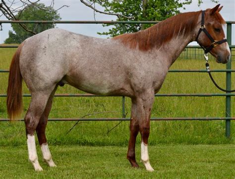 american quarter horses for sale in uk