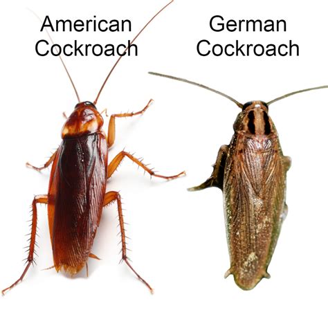 american vs german cockroach pictures