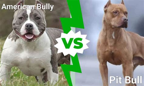 american xl bully dog vs pitbull