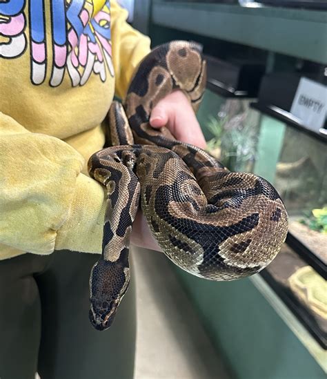 Amina Python - Joleh