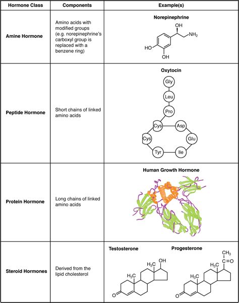 Amino Acid Based Hormones Function