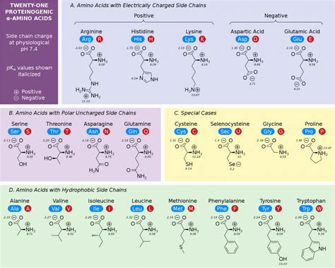 Amino Acid Study Guide Structure and Function Albert.io