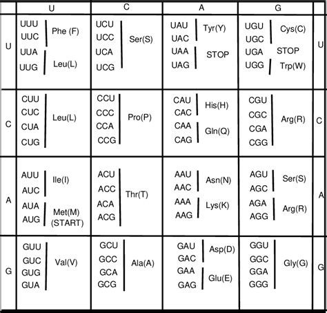 Amino Acid Code 3 Letter