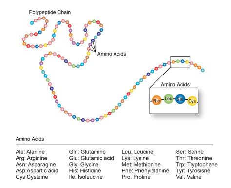 Amino Acid Sequence Dictates Function
