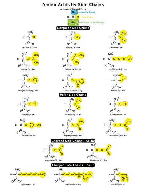 Amino Acid Side Chain Cannot Be