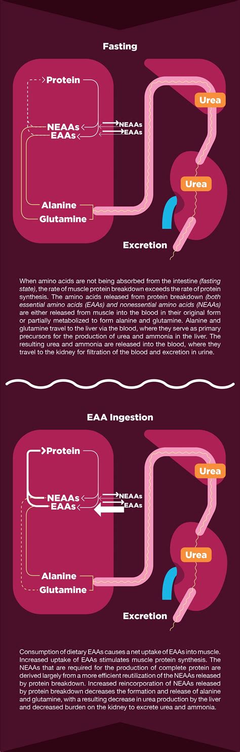Amino Acids Affect Kidneys