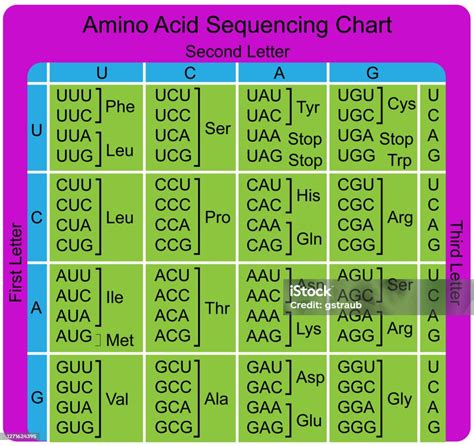 Amino Acids Chains Nucleotide Sequence