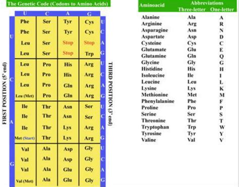 Amino Acids Codons List