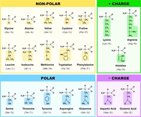 Amino Acids For Classification
