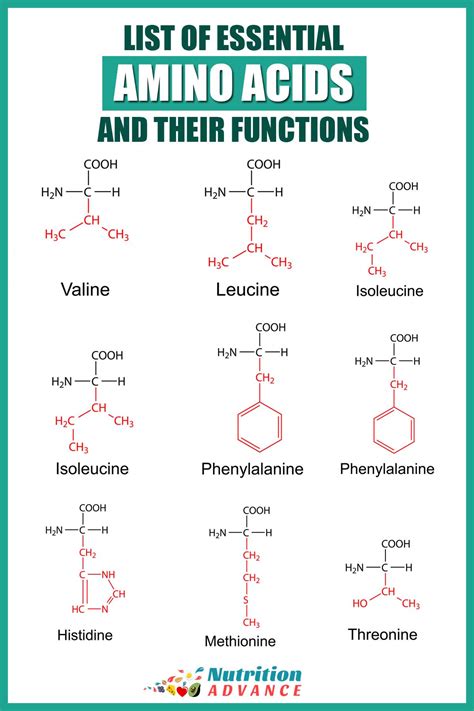 Amino Acids Functions For