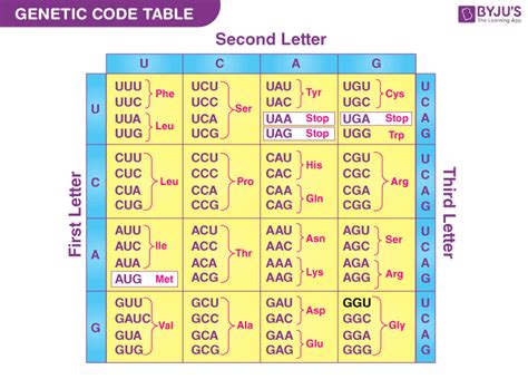 Amino Acids In A Genetic Code