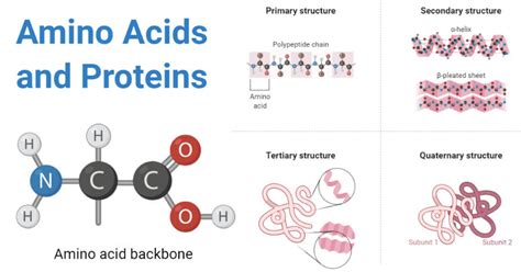 Amino Acids In Proteins Function