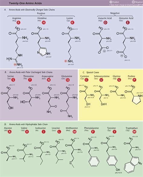 Amino Acids List Code