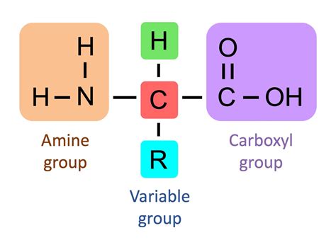 Amino Acids Nucleotides Structure
