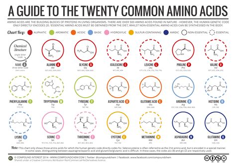 Amino Acids Profile