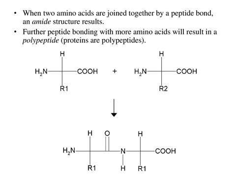 Amino Acids That Are Linked Together To Form A Protein Would Be An Example Of A(N)