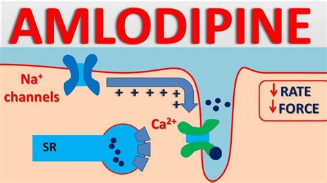 amlodipine vs verapamil mechanism of action